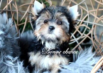 Yorkshire terrier sunia