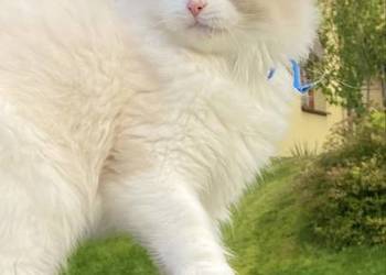 Kocurek Ragdoll gotowy do przeprowadzki