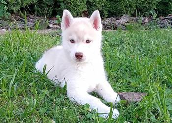 Siberian husky boy