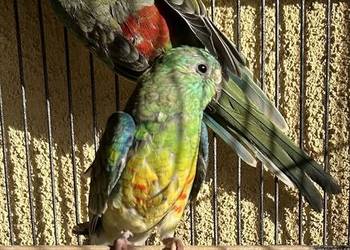 Sprzedam Świergotki 2025