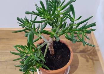 Grubosz "Uszy Shreka" (Crassula ovata 'Hobbit') – gęsty, zdrowy sukulent 24