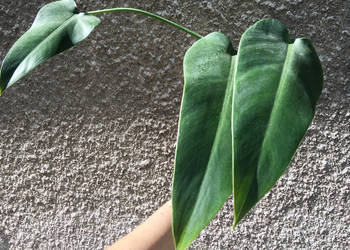 Philodendron filodendron Emerald Queen sadzonka cięta nr 5