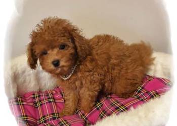 Malutki pudelek red Teddy 100% Toy