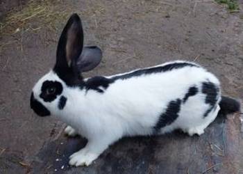 Sprzedam samice srokacz niemiecki