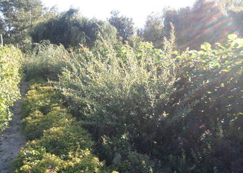 liguster mahonia pigwowiec modrzew catalpa wierzba jasmin