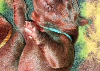 Labrador Retriever ZKwP/FCI- czekoladowe szczenięta