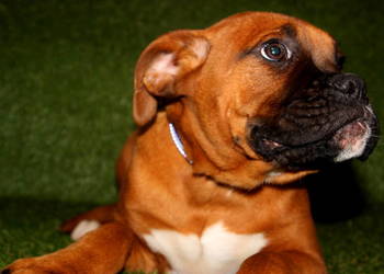 Piesek DANY – Bokser z hodowli Family Bokser