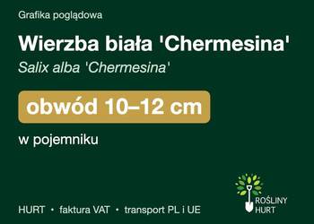 Wierzba biała 'Chermesina' obwód 10-12 cm, w pojemniku – HURT