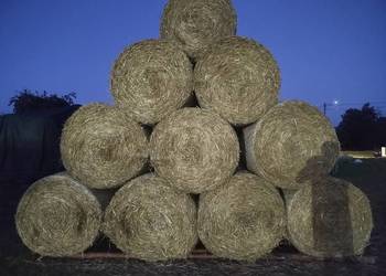 Słoma w belach tegoroczna