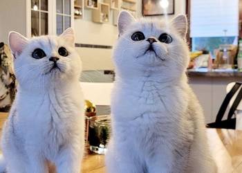 . Brytyjskie  srebrne,  srebrne pointy