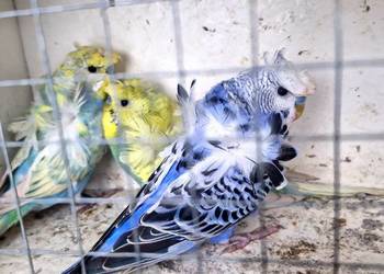 Papugi faliste helikoptery 2f