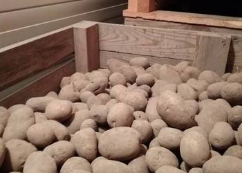 Ziemniaki sadzeniaki skrobiowe Eurostarch kl.B 30-55mm