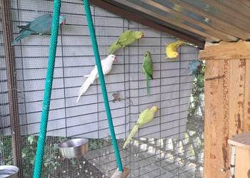 Aleksandretta obrożna