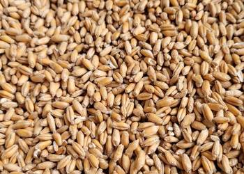 Sprzedam pszenżyto Fanfaro po kwalifikacie