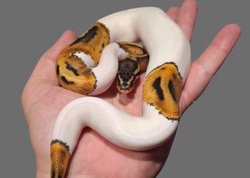 Pyton Królewski Piebald samiczka