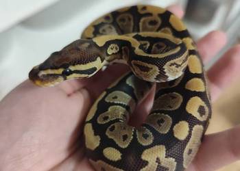Samiczka Pytona królewskiego