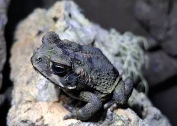 Ropucha Aga (Rhinella marina) "Surinam"