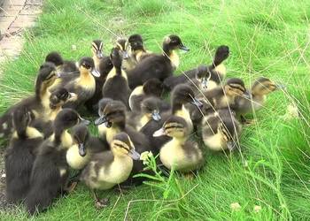 Kaczki staropolskie jednodniowe – zamówienia odbiór po 22 maja