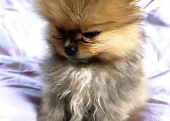 Pomeranian szpic miniaturowy