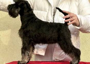 Sznaucer miniaturowy-2 suczki