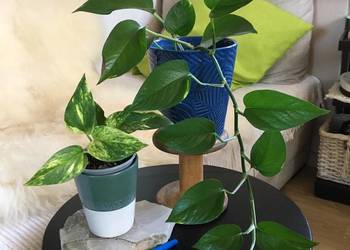 Rośliny z domowej uprawy Epipremnum