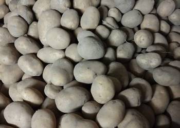 Ziemniaki