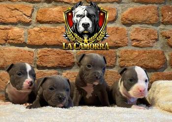 American Staffordshire Terrier Blue Samiec