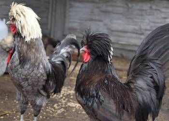 Kogut ozdobny czubatki