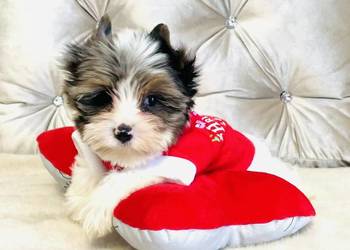 York Mikołaj z Bajki - taki do Kochania.