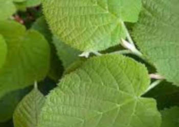 LIPA SZEROKOLISTNA Tilia platyphyllos - NASIONA 50 sztuk - 10g.