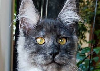 Czarny dymny kocurek Maine Coon - FPL