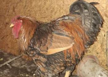 Wyandotte złotołuskowe