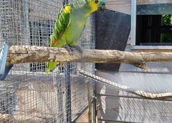 Sprzedam amazonkę niebieskoczelna oritrix