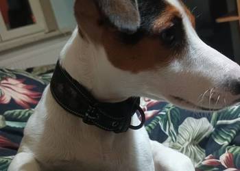 Jack Russell Terrier Jack Russell Terrier