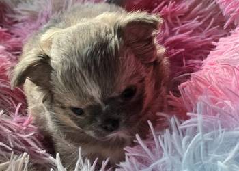 Chihuahua Liliowy Mini