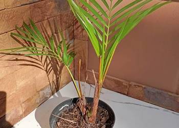 sprzedam palme AREKA / ARECA DYPSIS / 30CM LUB 40CM