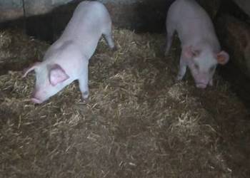 Świnie prosiaki warchlaki 11 sztuk