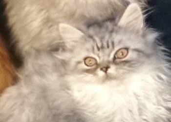 Kocurek perski 5 msc