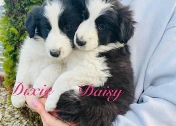 Pieski Border Collie
