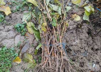 Sadzonki porzeczki Sadzonki porzeczki