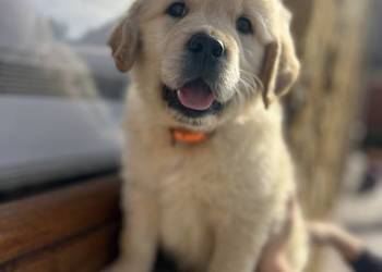 Szczeniak Golden Retriever Suczka Sunia z rodowodem