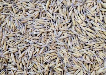 Owies jary zbiór 2025