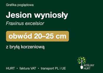 Jesion wyniosły (Fraxinus excelsior) obwód 20-25 cm, z bryłą – HURT