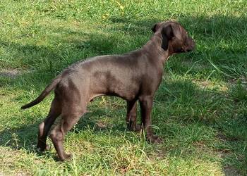 Amerykański Pitbullterrier - szczeniaki