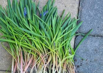 Szafirek niebieski sadzonka