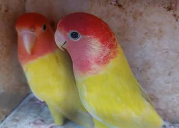 Nierozłączki parę rozella lutino samiczka