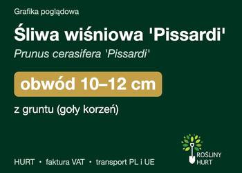 Śliwa wiśniowa 'Pissardi' obwód 10-12 cm, z gruntu – HURT