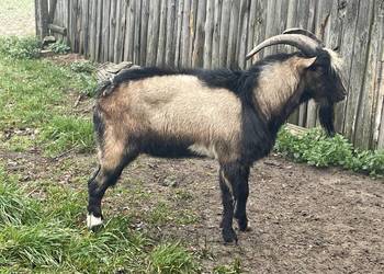 Sprzedam capa dwu letniego