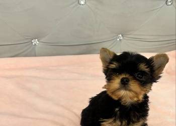 Yorkshire terrier mini