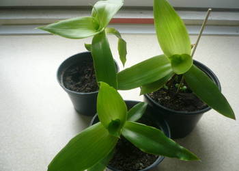 Złoty wąs Callisia Fragrans